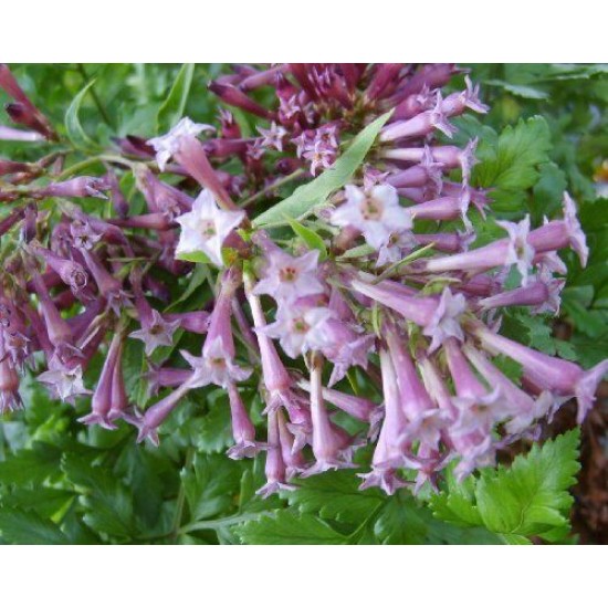 XANITALIA Ζεστό Κερί Αποτίχωσης Σε Παστίλιες 1000gr. ,Mauve jasmine XANITALIA Ζεστό Κερί Αποτίχωσης Σε Παστίλιες 1000gr. ,Mauve jasmine