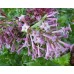 XANITALIA &Zeta;&epsilon;&sigma;&tau;ό &Kappa;&epsilon;&rho;ί &Alpha;&pi;&omicron;&tau;ί&chi;&omega;&sigma;&eta;&sigmaf; &Sigma;&epsilon; &Pi;&alpha;&sigma;&tau;ί&lambda;&iota;&epsilon;&sigmaf; 1000gr. ,Mauve jasmine
