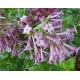 XANITALIA Ζεστό Κερί Αποτίχωσης Σε Παστίλιες 1000gr. ,Mauve jasmine XANITALIA Ζεστό Κερί Αποτίχωσης Σε Παστίλιες 1000gr. ,Mauve jasmine