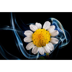 XANITALIA &Kappa;&epsilon;&rho;ί &Alpha;&pi;&omicron;&tau;&rho;ί&chi;&omega;&sigma;&eta;&sigmaf; &Rho;&omicron;&lambda;έ&tau;&alpha; 100ml ,Azulene